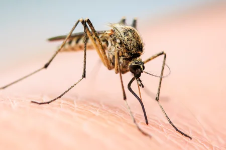 mosquito on someone's arm