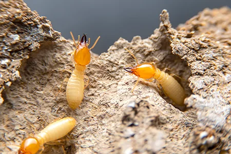 termites on wood