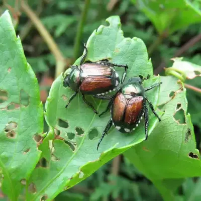 beetle-on-leaf.