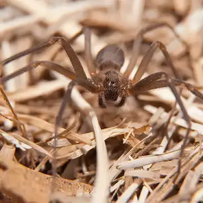 brown-recluse-spider