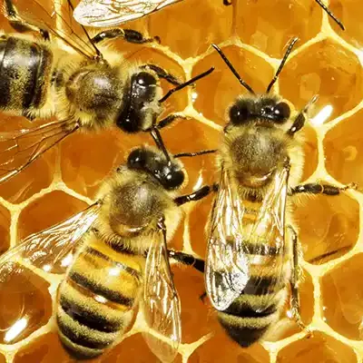 florida-honey-bees