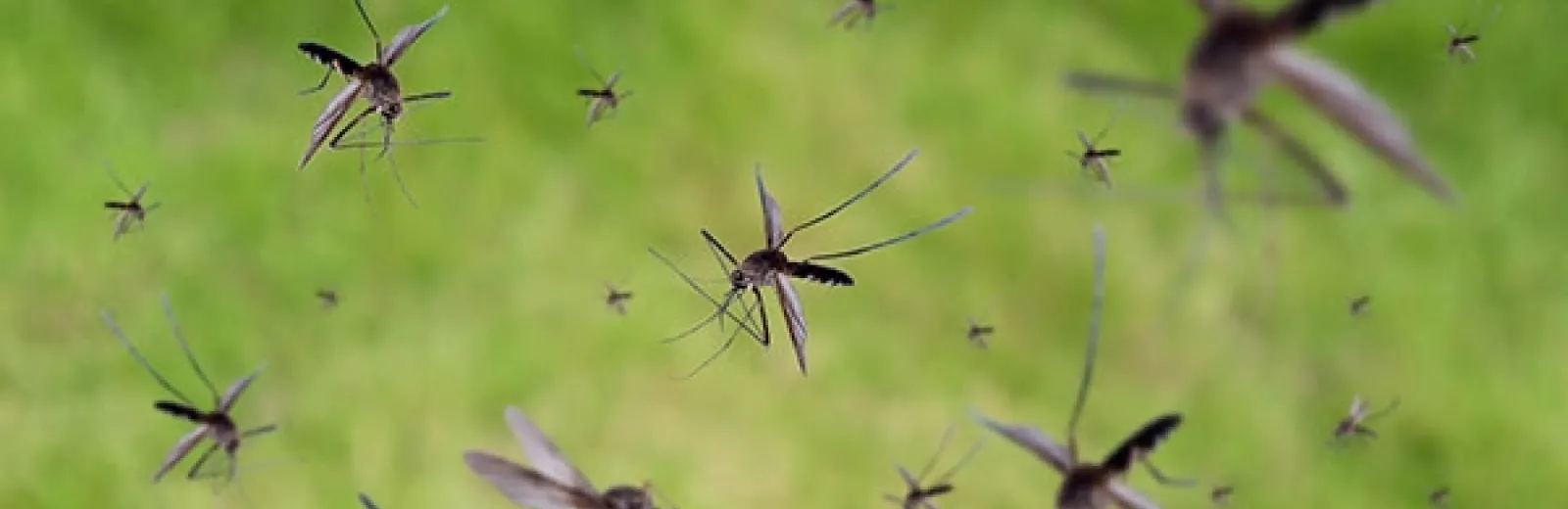 mosquitoes swarming