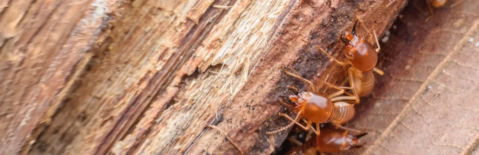 termites on wood