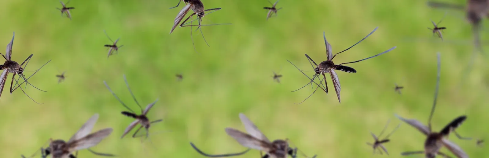 mosquitoes flying